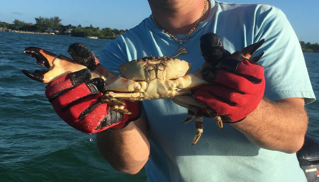 Recreational Stone Crabbing Open Until May 15th | HMY Yachts