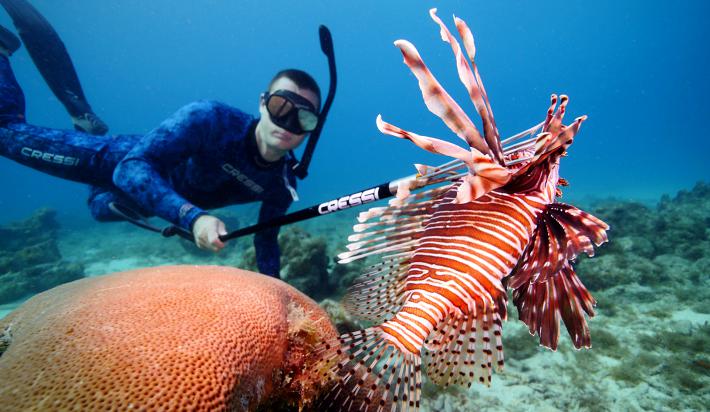 Download Tackling The Invasive Lionfish Epidemic Hmy Yachts